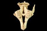 Fossil Pika (Prolagus) Partial Skull - France #155959-1
